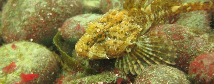 Stonefish in British waters